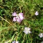 Dianthus superbusFlor