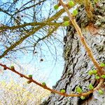 Larix decidua Lapas