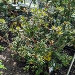 Rhododendron quadrasianum عادت داشتن