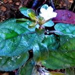 Strobilanthes reptans Flower