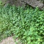 Urtica pilulifera Συνήθη χαρακτηριστικά