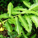 Costus afer Συνήθη χαρακτηριστικά