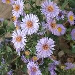 Symphyotrichum novi-belgii Floare
