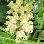 Sophora alopecuroides Flower