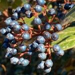 Viburnum rugosumFruit