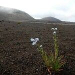 Cynoglossum borbonicum Lorea