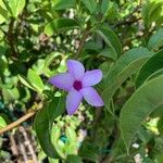 Cryptostegia madagascariensis Virág