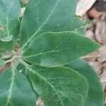 Juanulloa mexicana Hoja