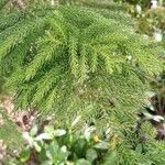Araucaria nemorosa Hoja
