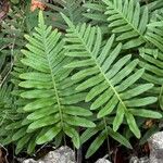 Polypodium interjectumبرگ