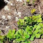 Saxifraga cuneifolia Прочее