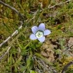 Roella ciliata Flower