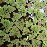 Azolla pinnata Alkat (teljes növény)