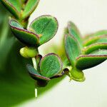 Kalanchoe daigremontiana Foglia