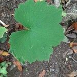 Ranunculus cortusifolius Leaf