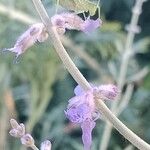 Salvia abrotanoides Flower