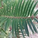 Cephalotaxus fortunei Blad