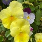 Viola cornuta Λουλούδι