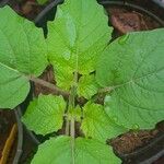 Physalis peruviana Folio