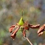 Hypericum lanceolatum Фрукт