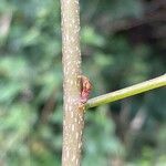 Frangula alnus Bark