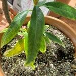 Illicium floridanum Blatt