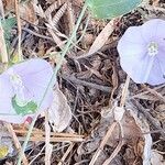 Convolvulus glomeratus Flor