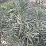 Echium virescens Foglia