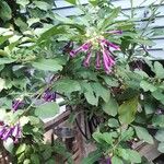 Iochroma cyaneum Blomma