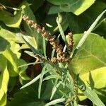 Amaranthus muricatus ফল