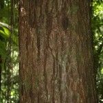 Manilkara bidentata Corteza