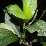 Palicourea axillaris पत्ता