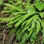 Asplenium trichomanes-ramosum অভ্যাস