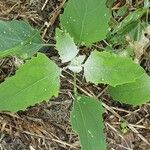 Chenopodium album Leaf