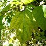 Viburnum opulusFeuille