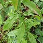 Epilobium lanceolatum Leaf