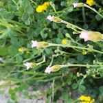 Chardinia orientalis Flor