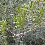 Hugonia penicillanthemum आदत