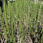 Equisetum hyemaleবাকল