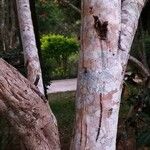 Woodfordia fruticosa Bark