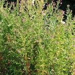 Epilobium hirsutum Vivejo