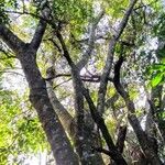 Anadenanthera colubrina ശീലം