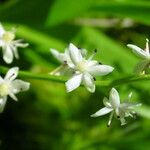 Maianthemum trifolium 花