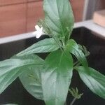 Pseuderanthemum variabile Plante entière