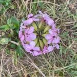 Saponaria caespitosa 花