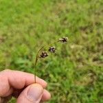 Luzula alpinopilosa 花