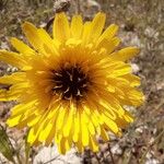 Reichardia tingitana Flower