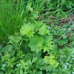 Alchemilla acutiloba Folio