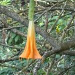 Brugmansia suaveolens Blomst