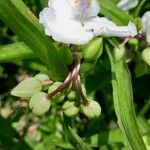 Tradescantia × andersoniana Flower